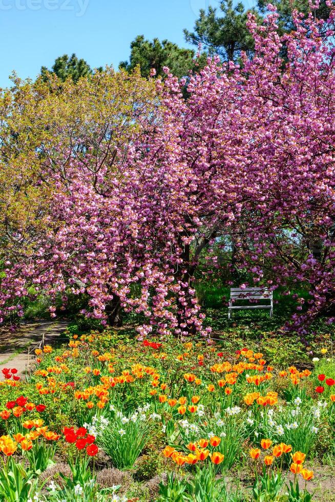 Spring bloom of tulips and Japanese sakura in the garden, Odessa. photo