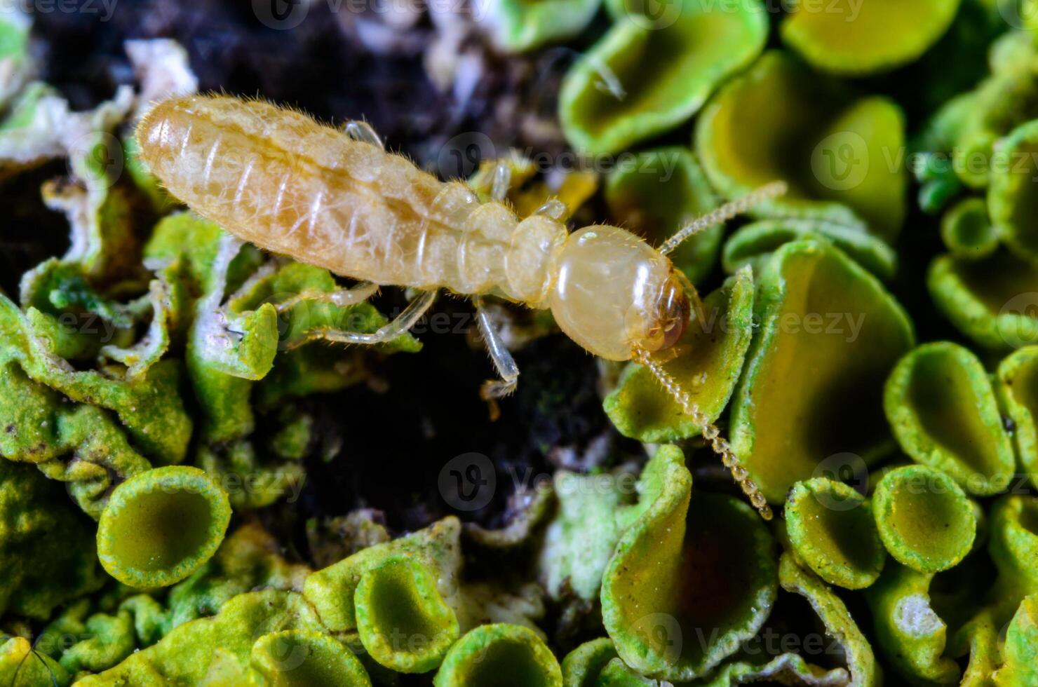Reticulitermes lucifugus a worker termite of light yellow color crawls in search of food on rotten wood overgrown with lichens, Odessa Ukraine photo