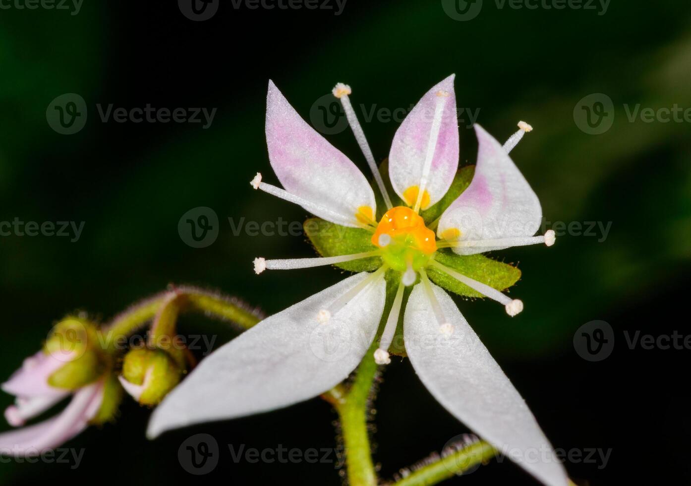 Creeping saxifrage, strawberry saxifrage Saxifraga stolonifera, original asymmetrically arranged flower of a tropical plant blooming in a greenhouse. photo