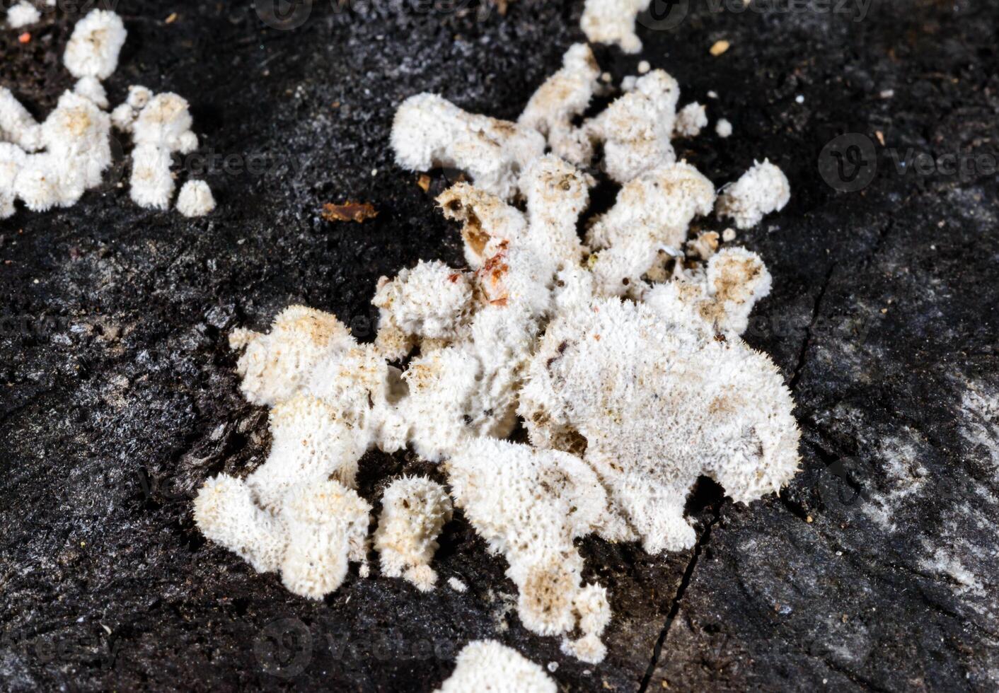 Splitgill mushroom Schizophyllum commune, saprotrophic fungus growing on the stump of a cut deciduous tree. photo