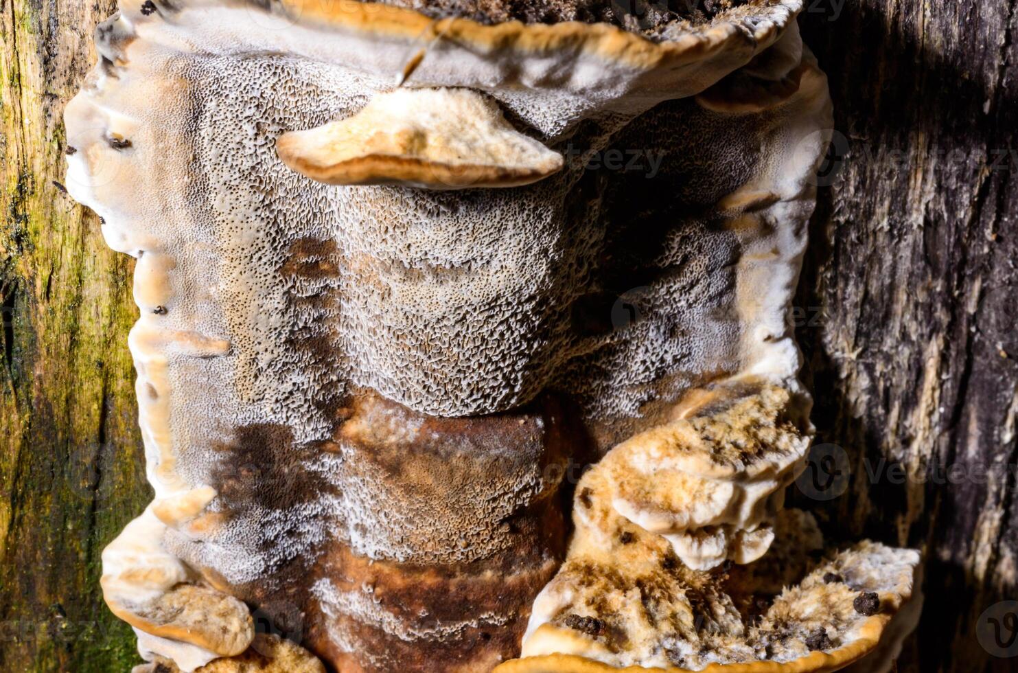 Bjerkandera fumosa, saprotrophic fungus growing on an old rotten stump of a large deciduous tree.. photo