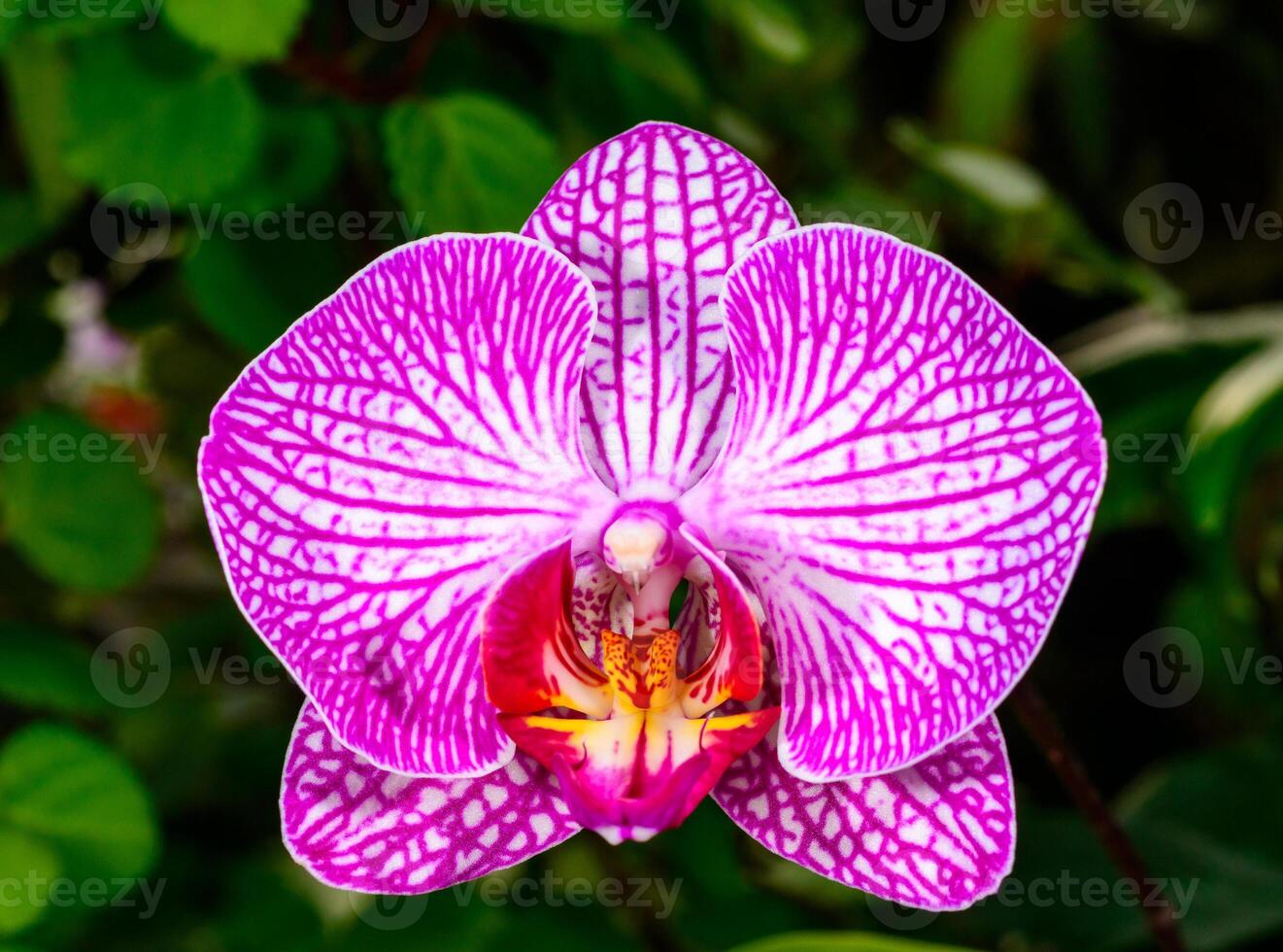 Candy stripe - Phalaenopsis orchids, a red flower of an ornamental hybrid orchid blooming in a collection, photo