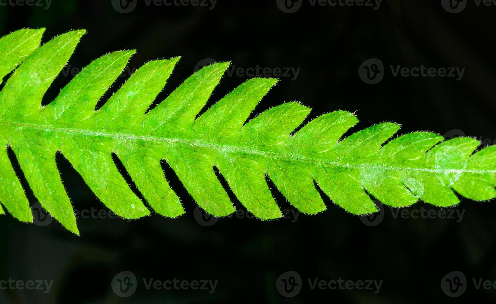 Green leaf of a fern growing in a botanical collection, Ukraine photo
