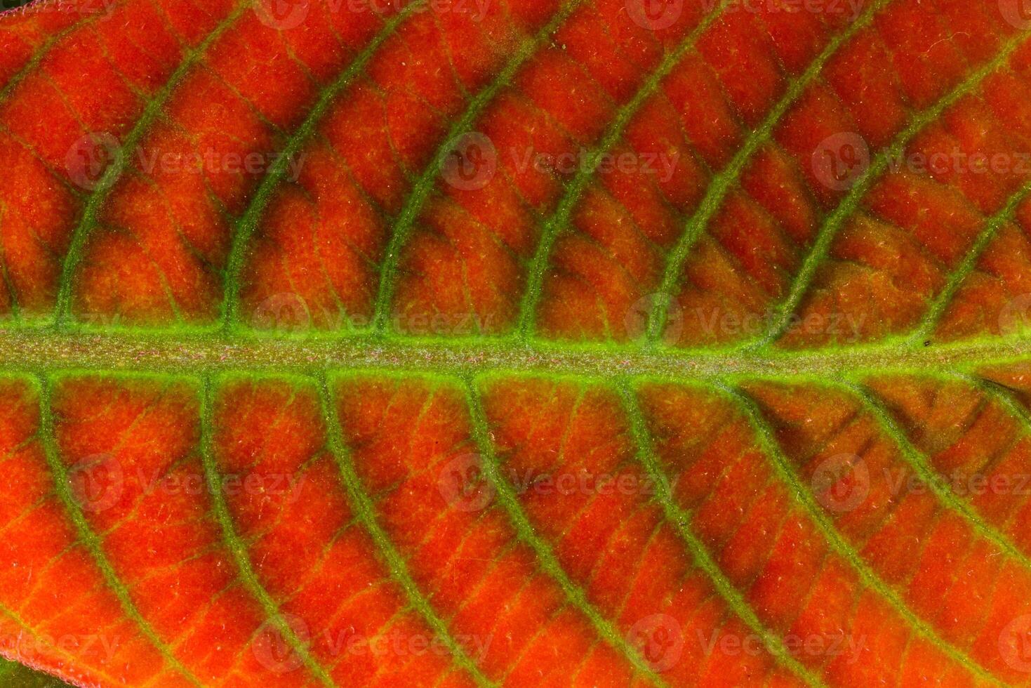 Hoffmannia ghiesbreghtii, Tropical leaf structure with a beautiful red tint, leaf background photo