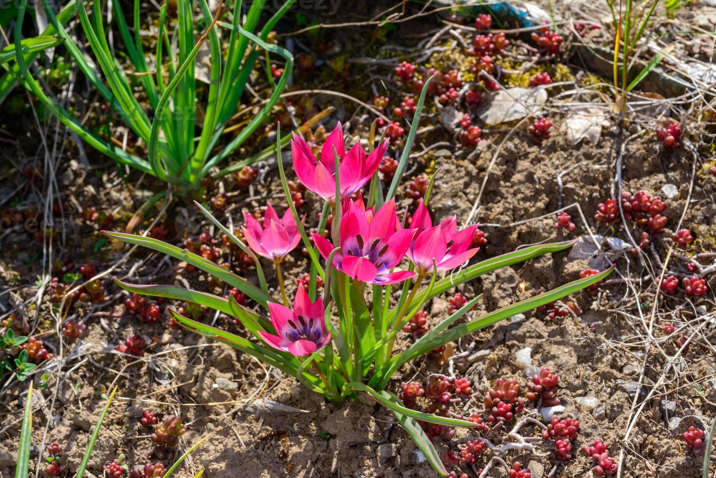 Blooming red flowers Dwarf botanical tulip Little Beauty. Odessa photo