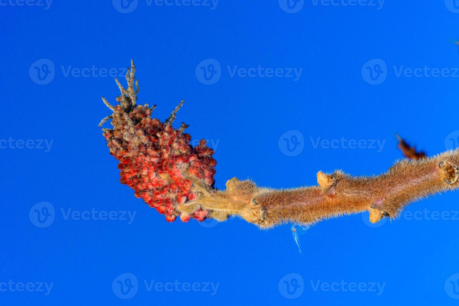 Sumac - Rhus typhina, Anacardiaceae, tip of a branch with wintering buds against a blue sky photo