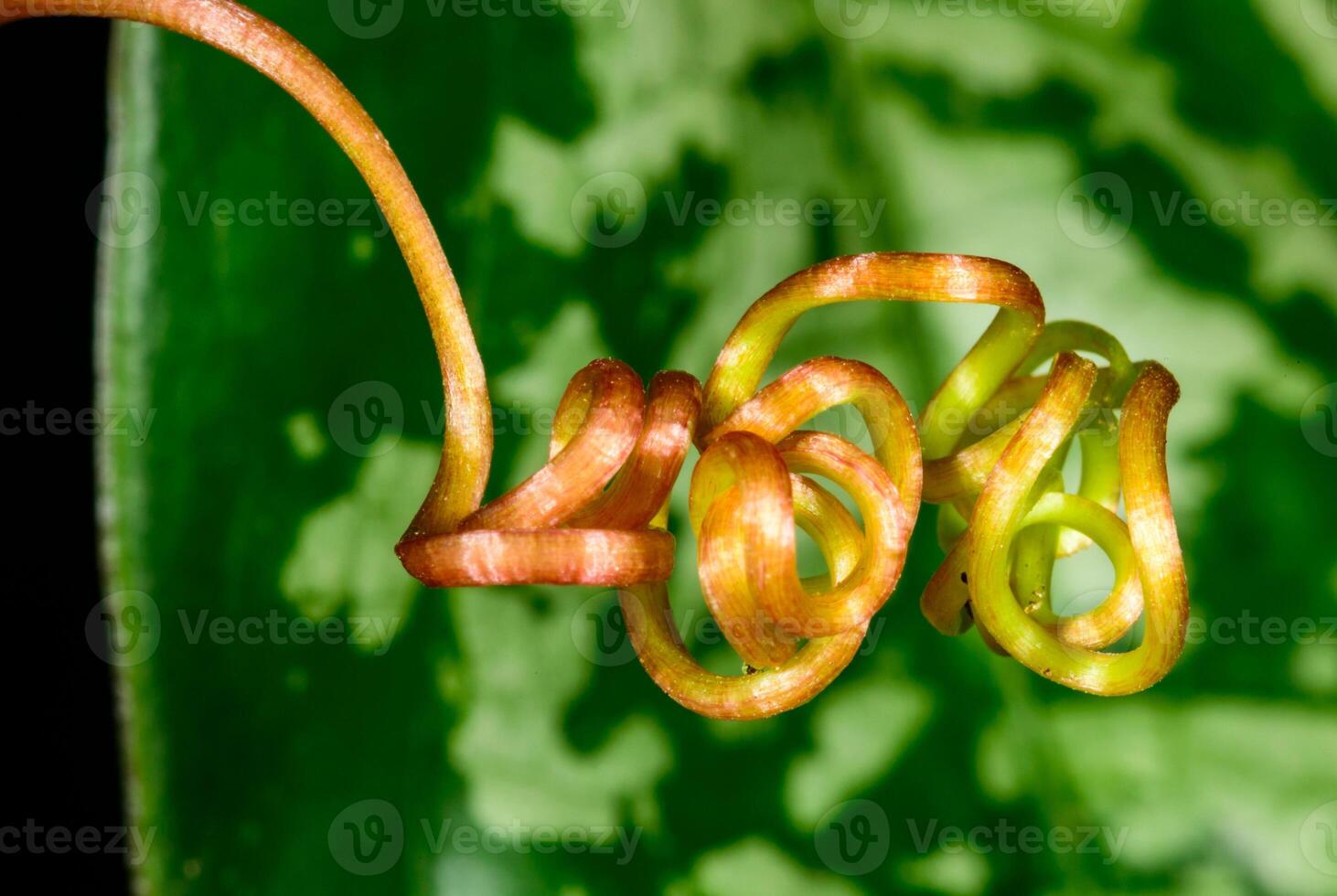 A tendril of a climbing plant that did not catch on a support and curled into a spiral, Odessa photo