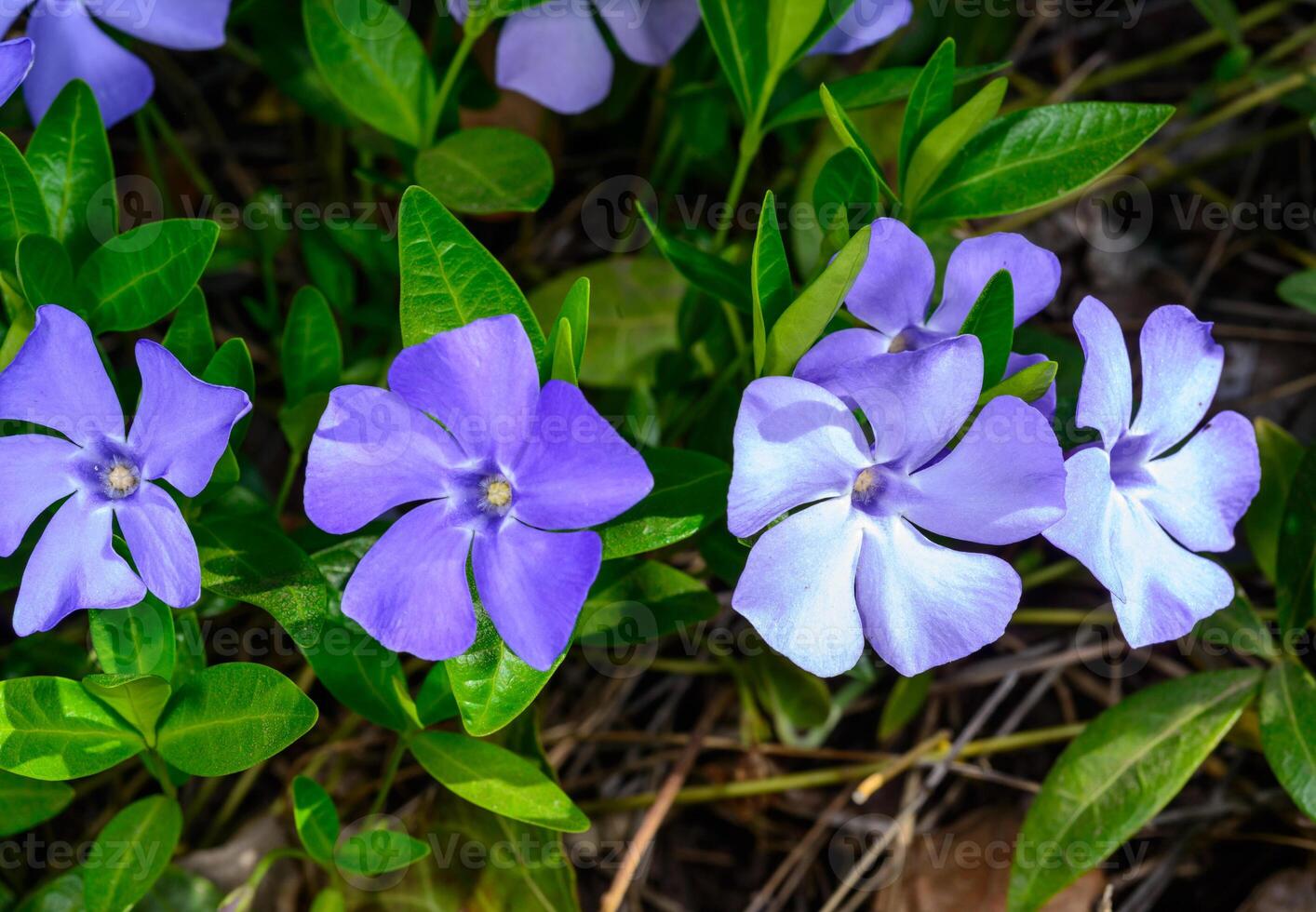Vinca minor, blue flowers of groundcover perennial ornamental plant in garden photo