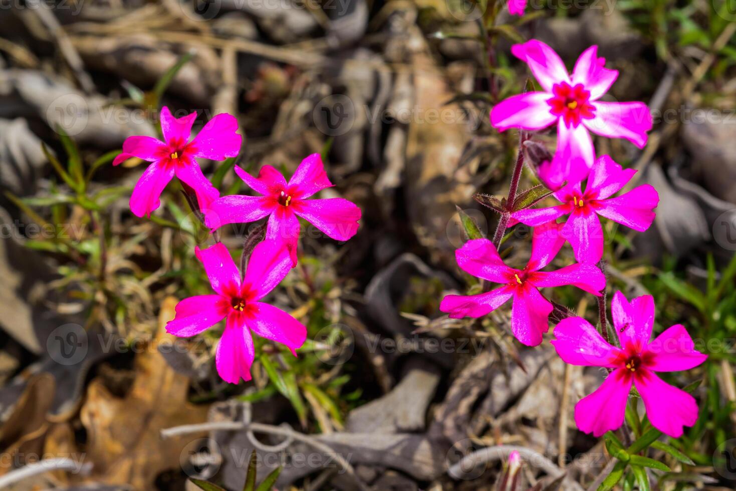 Phlox subulata, raspberry red flowers of ornamental plant in garden photo