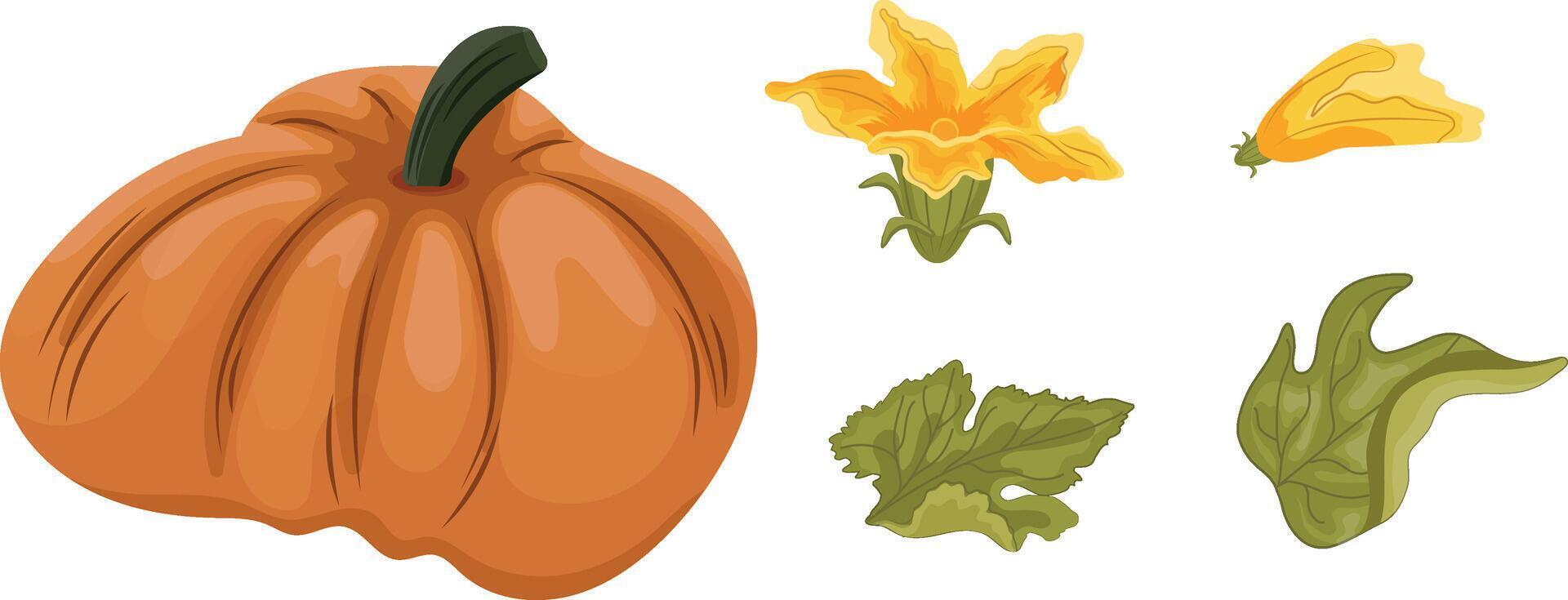 set with round orange pumpkin and green tops with yellow flowers and green leaves next to it, for autumn print, textile or packaging vector