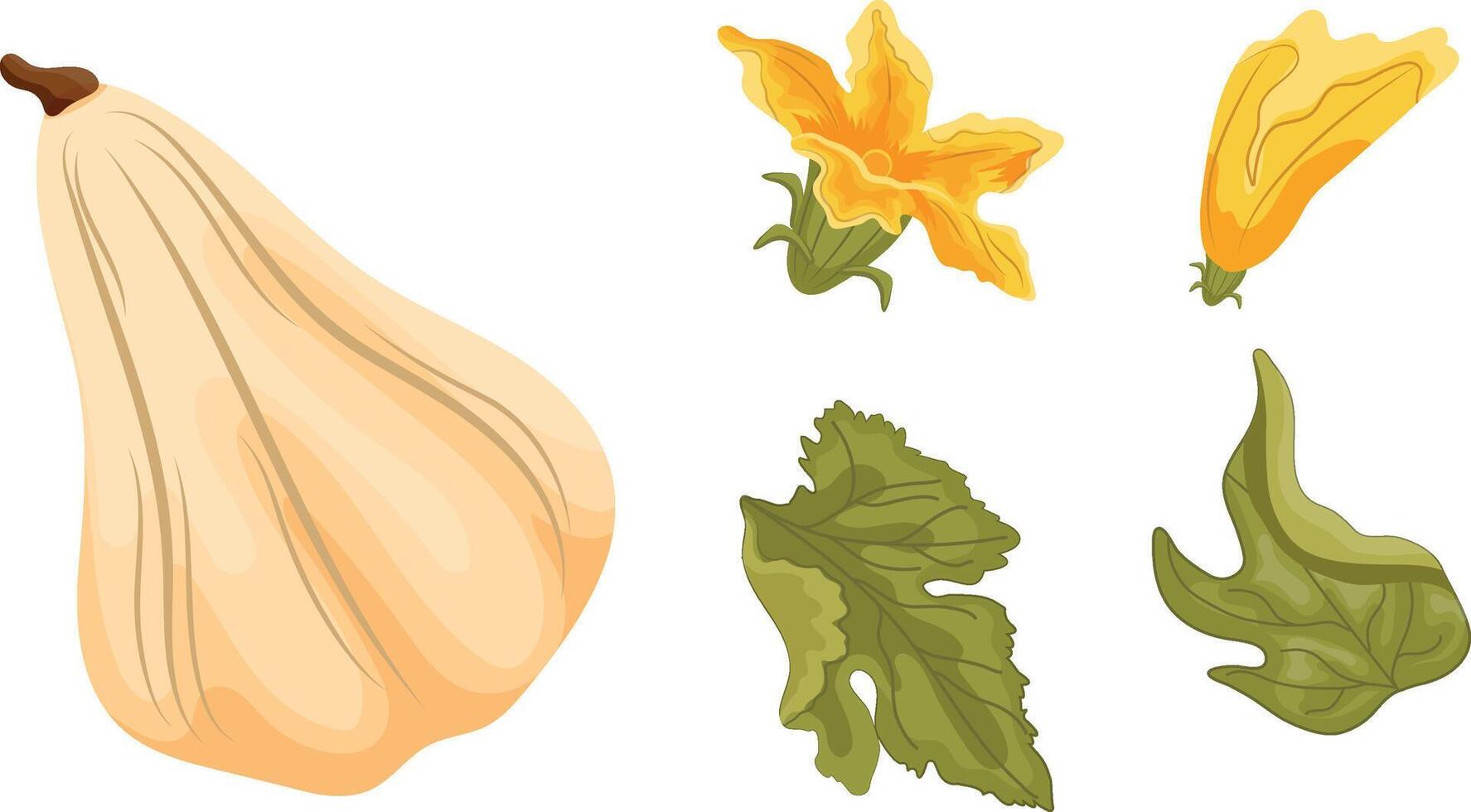 set with white oval pumpkin and green tops with yellow flowers and green leaves next to it, for autumn print, textile or packaging vector