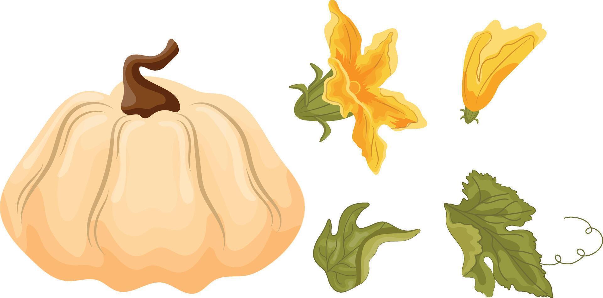 set of flat icons with white round pumpkin and yellow flower and green leaves from under the tops, for autumn printing, textile or packaging vector