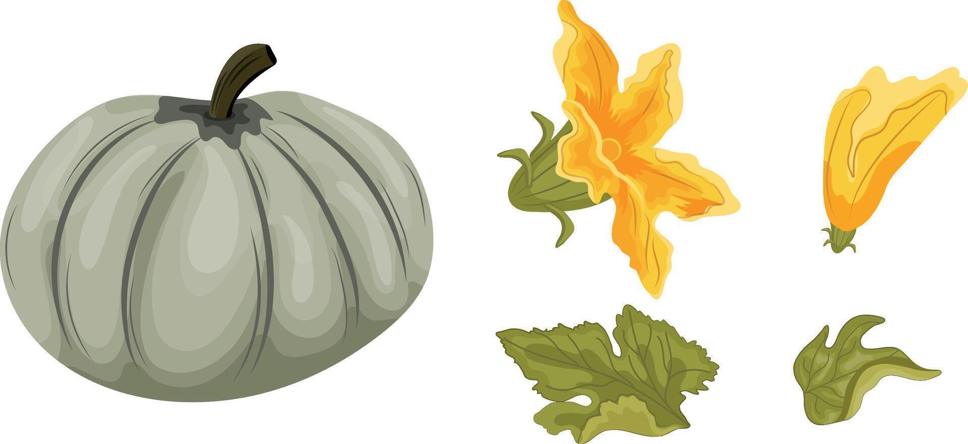 set with round green pumpkin and green tops with yellow flowers and green leaves next to it, for autumn print, textile or packaging vector