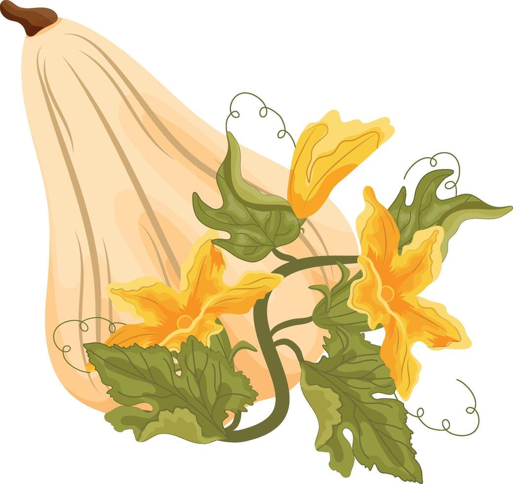 Flat icon of white oval pumpkin and green tops with yellow flowers and green leaves next to it, for autumn print, textile or packaging vector
