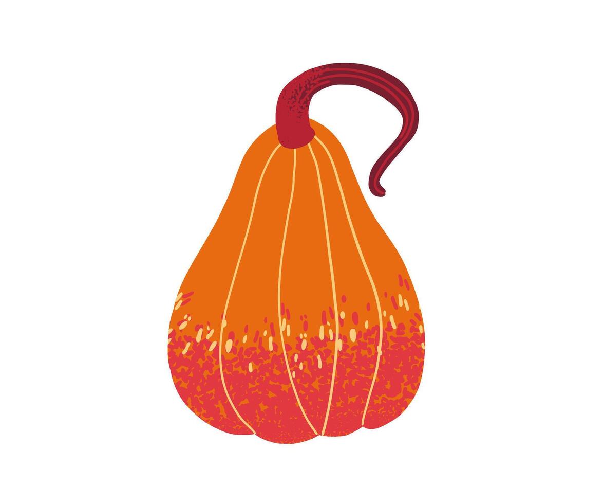 Orange and red ornamental gourd with curved stem, isolated on white background vector