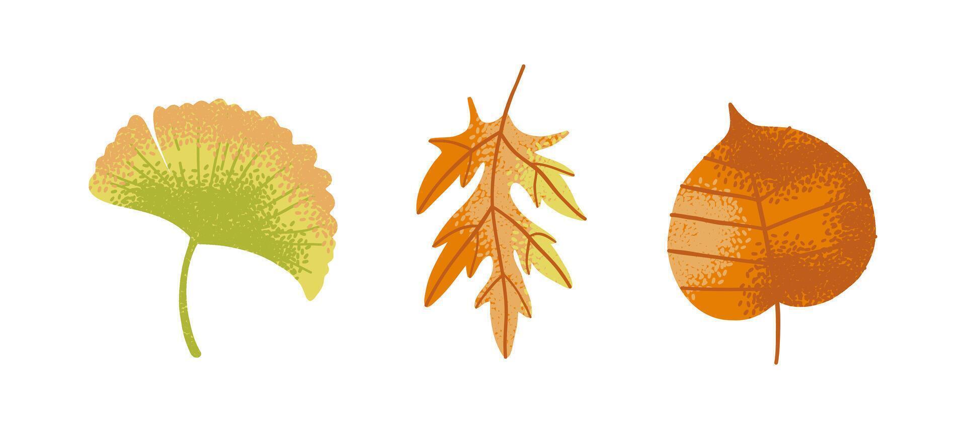 Collection of colorful autumn leaves, including ginkgo and maple, isolated on white background. Fall foliage set for seasonal decor, print design, and nature themes. vector