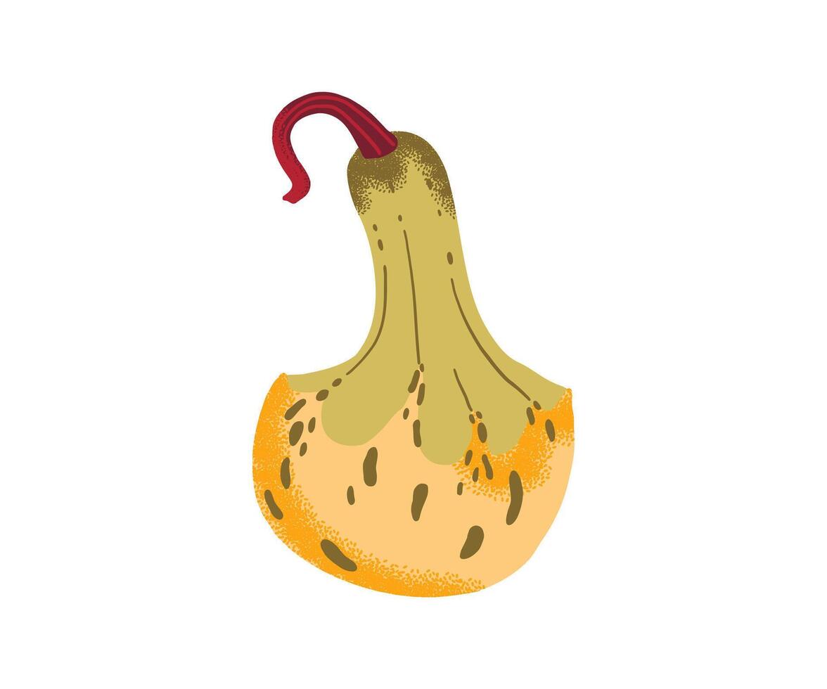 Yellow and green decorative gourd with speckled texture and curved stem, isolated on white background. vector