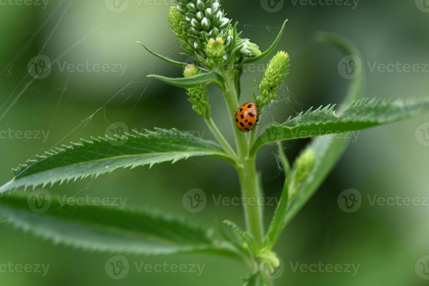 spotted ladybug on a green plant photo