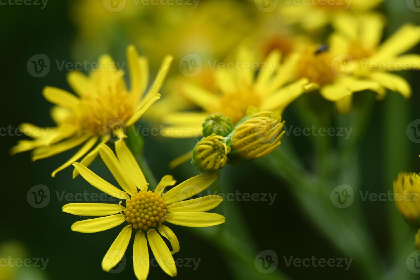 yellow flowers are blooming in a field photo