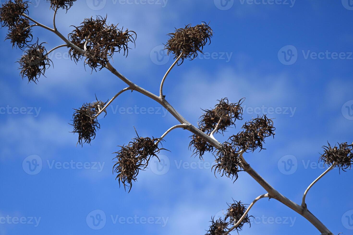 a branch with some brown leaves photo