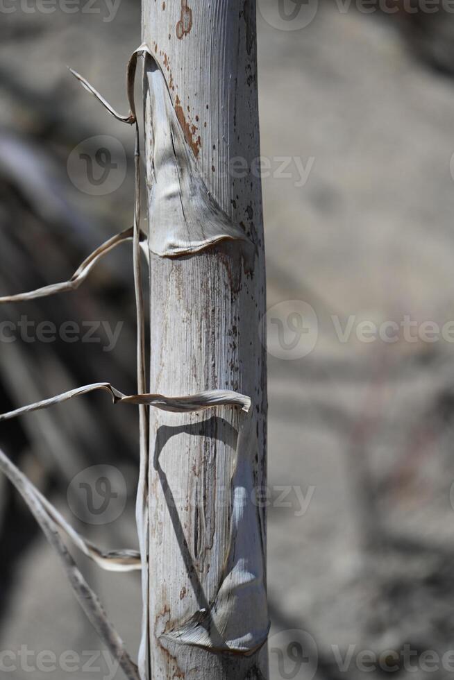 a close up of a tree with a white trunk photo