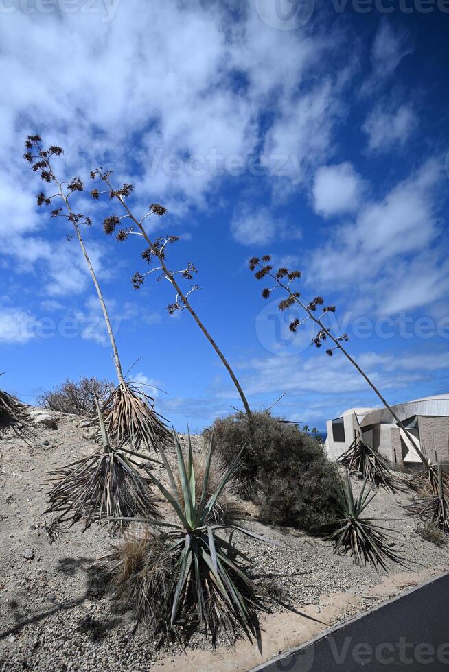 a group of plants growing on a hillside photo