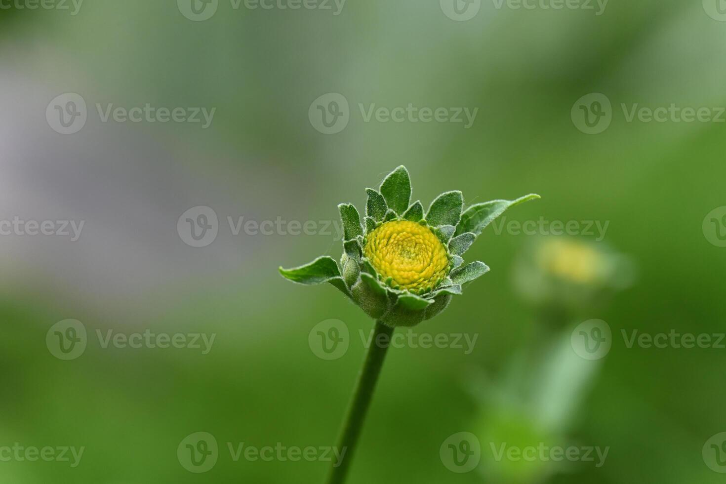 a single yellow flower is in the middle of a green field photo