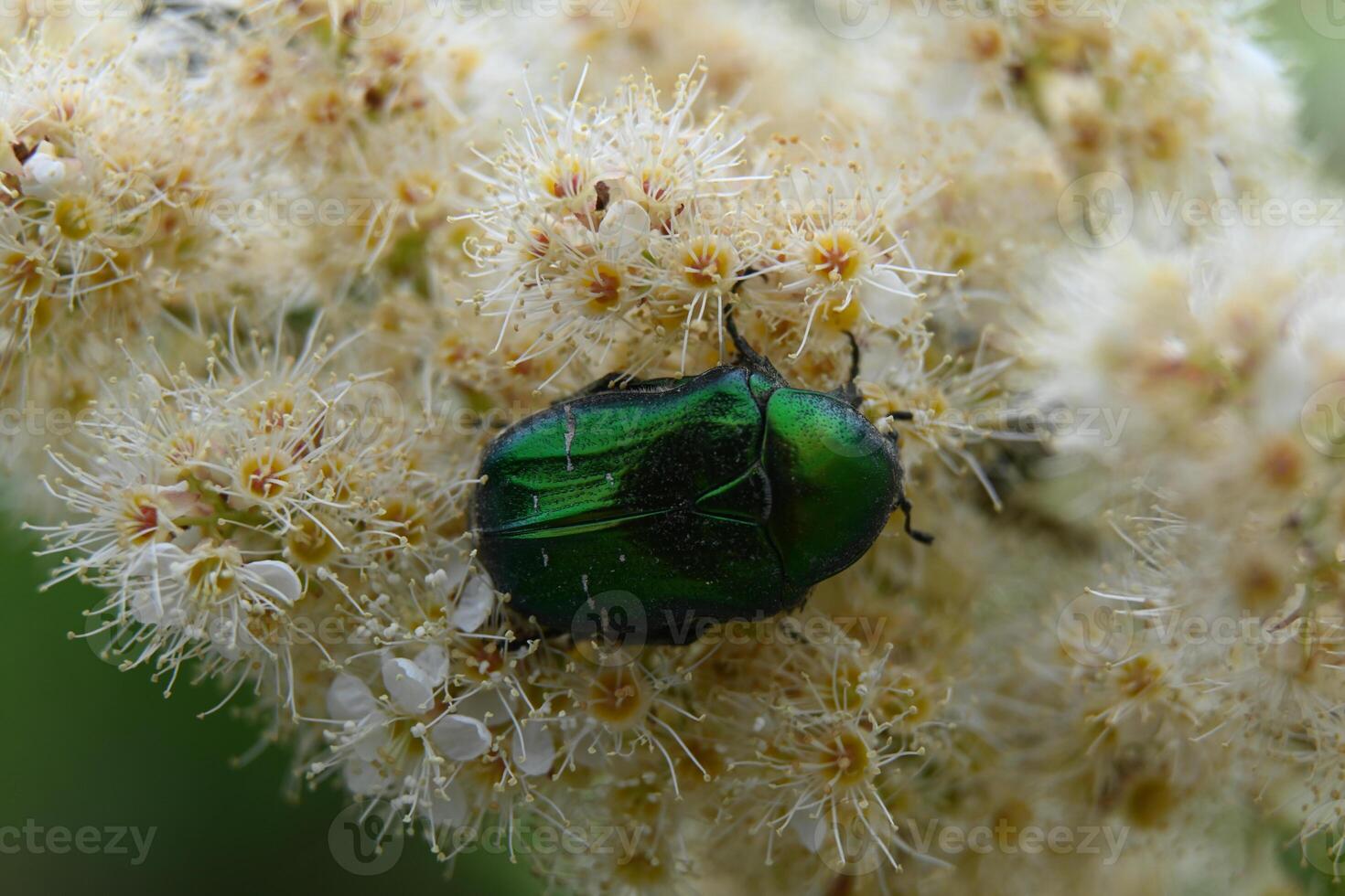 a green beetle on a flower photo