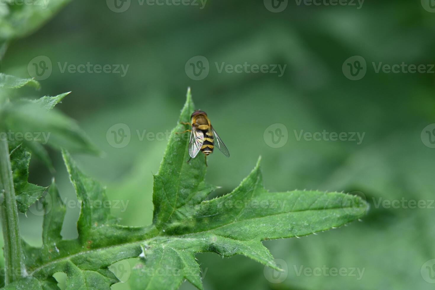 An insect is perched on a green leaf. photo