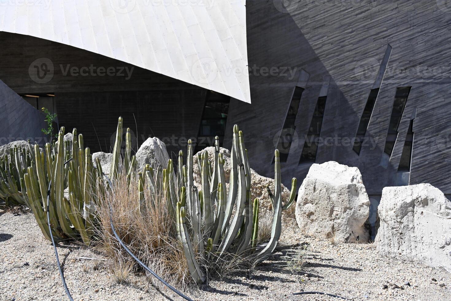 a cactus plant in front of a building with a curved roof photo