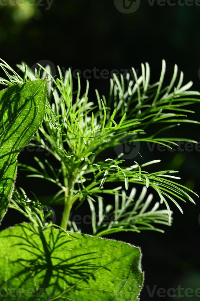 green plant leaves on a dark background photo
