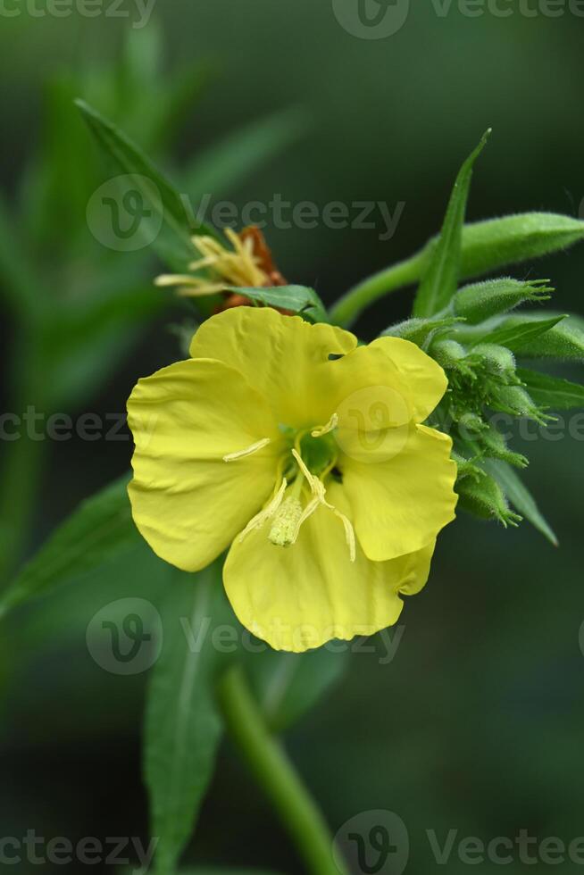 a yellow flower with green leaves and a green stem photo
