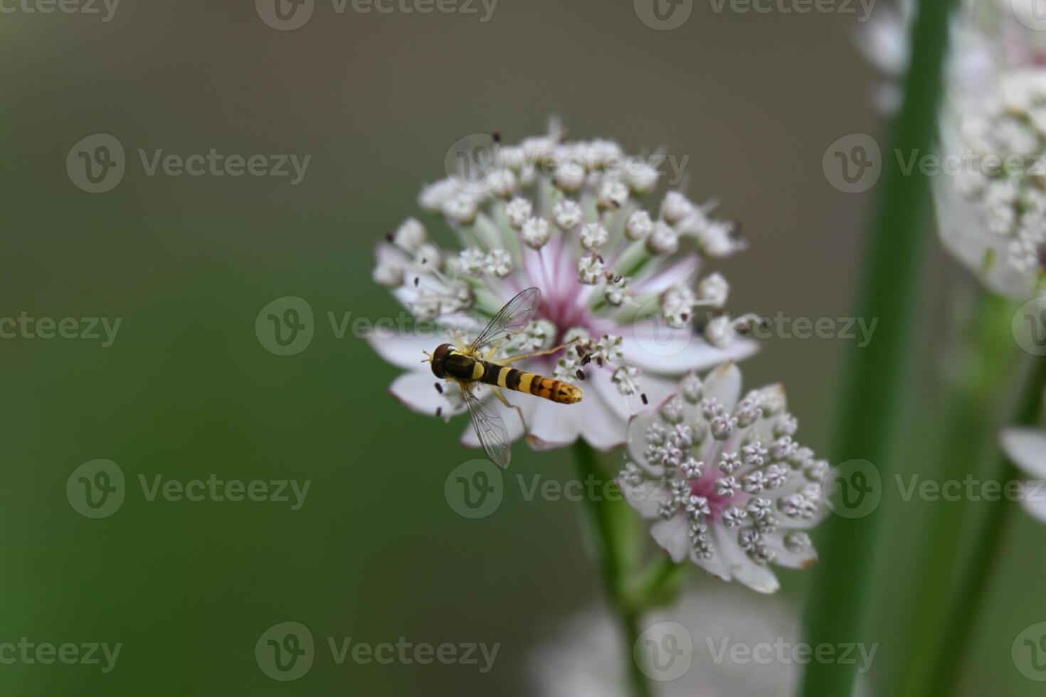 a bee on a flower with white and pink flowers photo