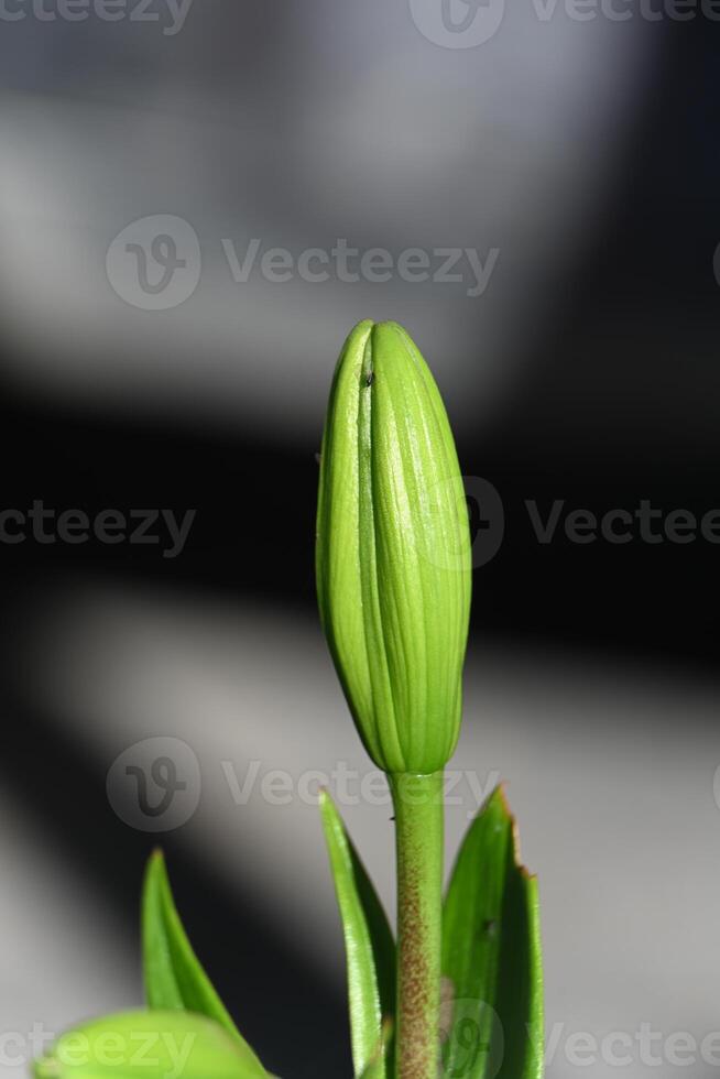 a green bud is growing from a stem photo