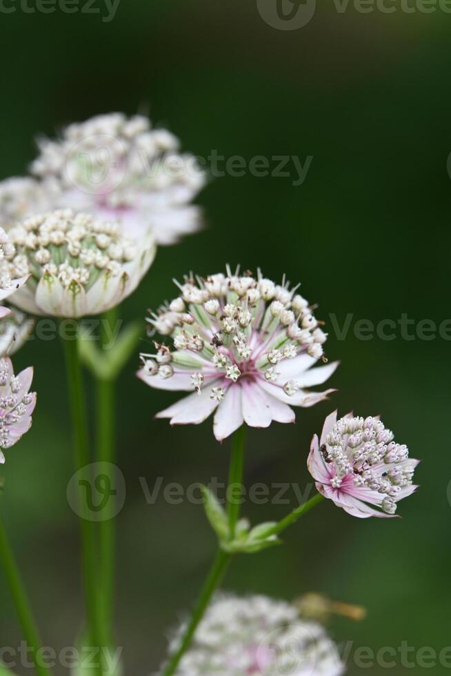 a close up of some white flowers photo
