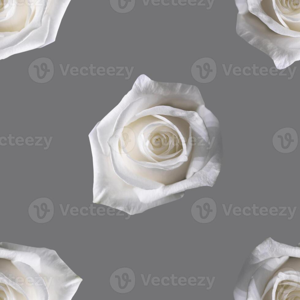 Beautiful white rose flowers. Blooming roses seamless pattern. White on grey is beautiful. photo