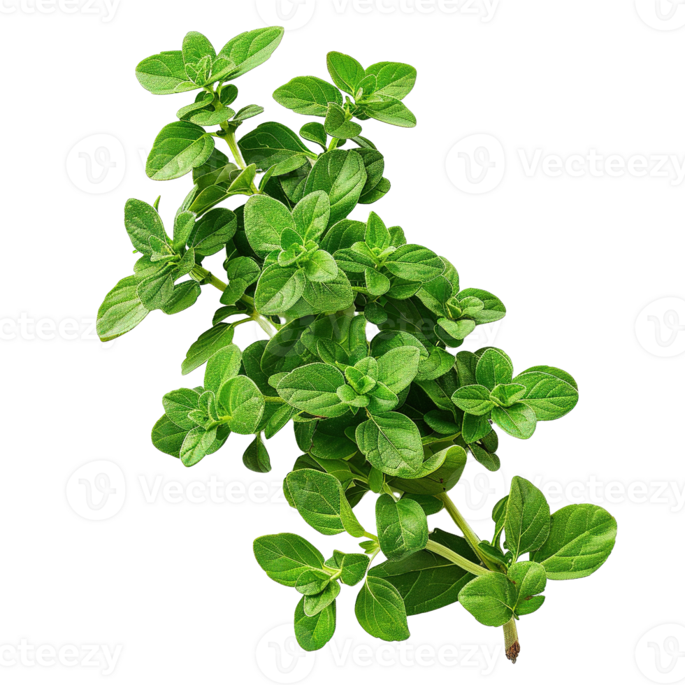 Close-Up of Fresh Marjoram Herb Branches Isolated on Transparent Background png