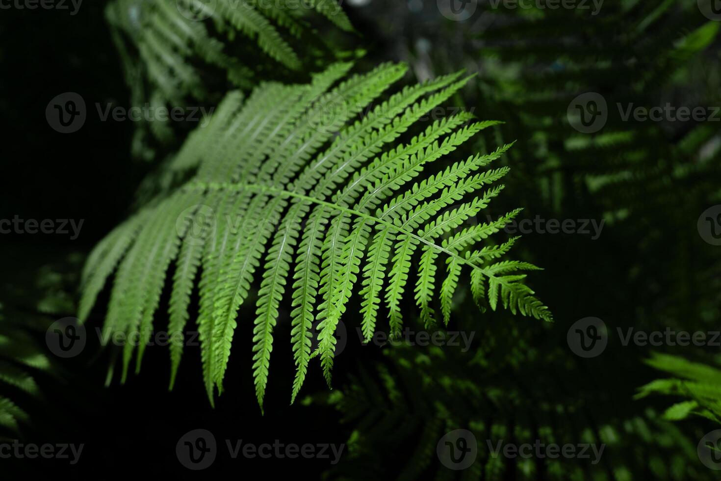 green fern plant leaves in sunlight photo