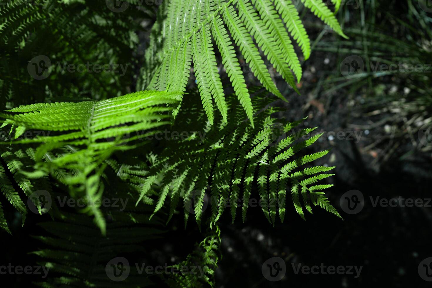 fern plant leaves in sunlight photo