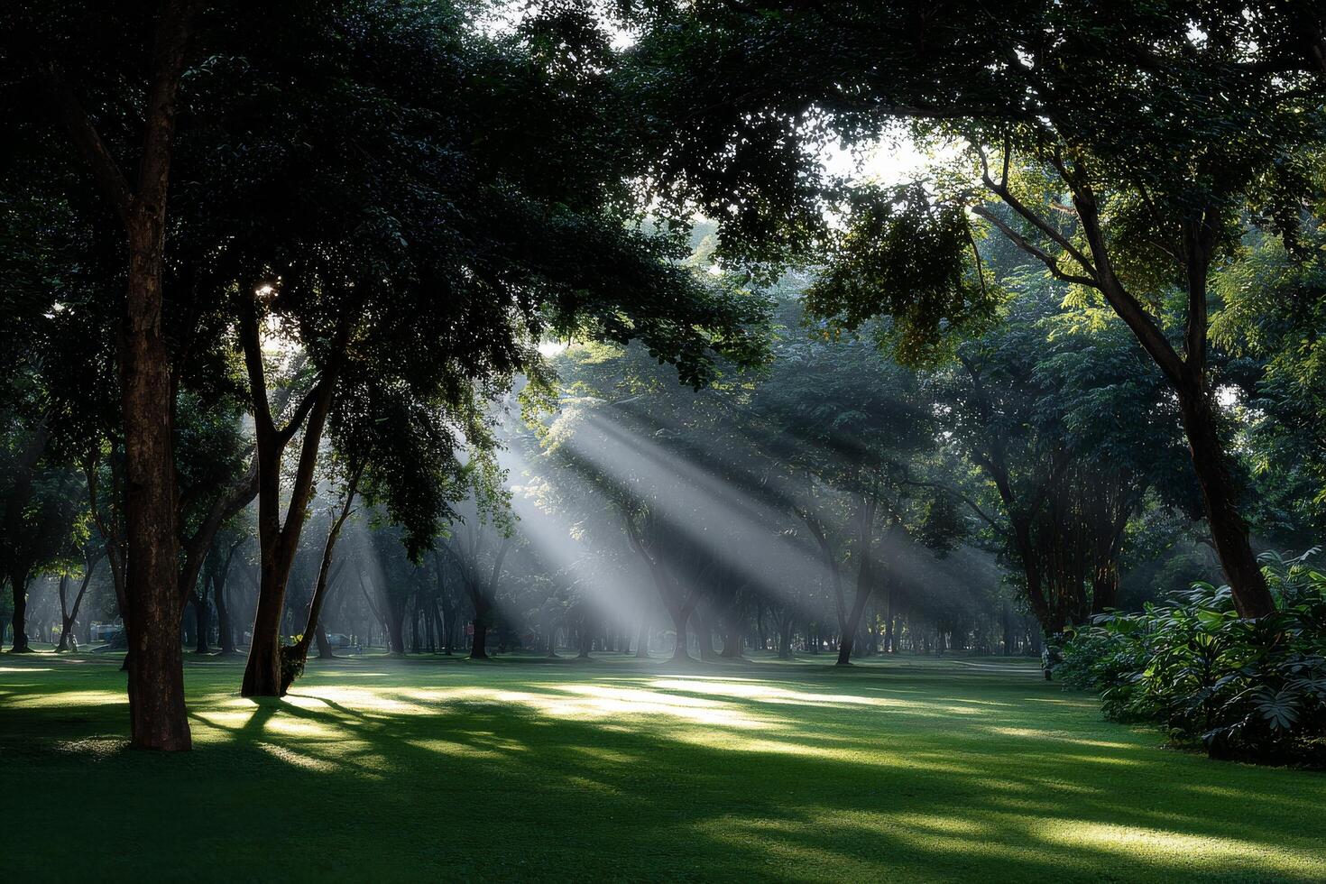 Sunlight Filtering Through Trees in a Peaceful Park During Early Morning Hours photo