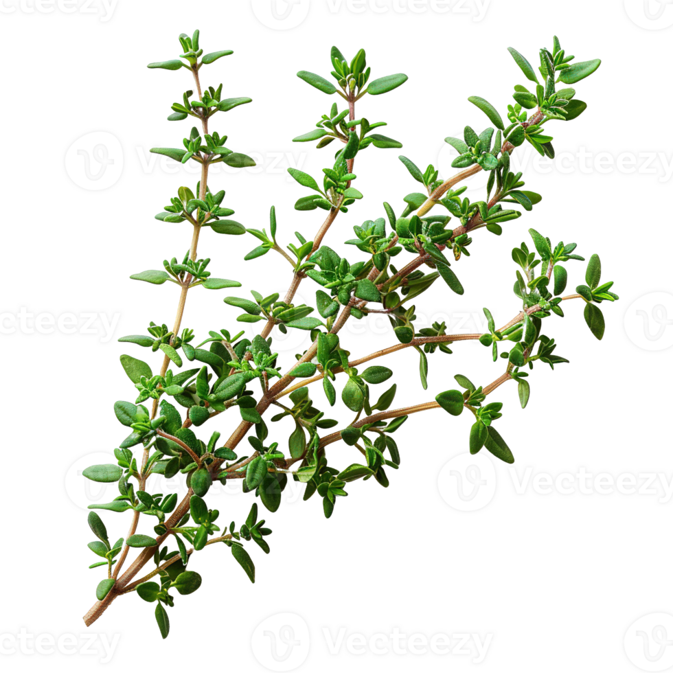Close-Up of Organic Thyme Herb Bunches with Green Leaves Isolated on Transparent Background png
