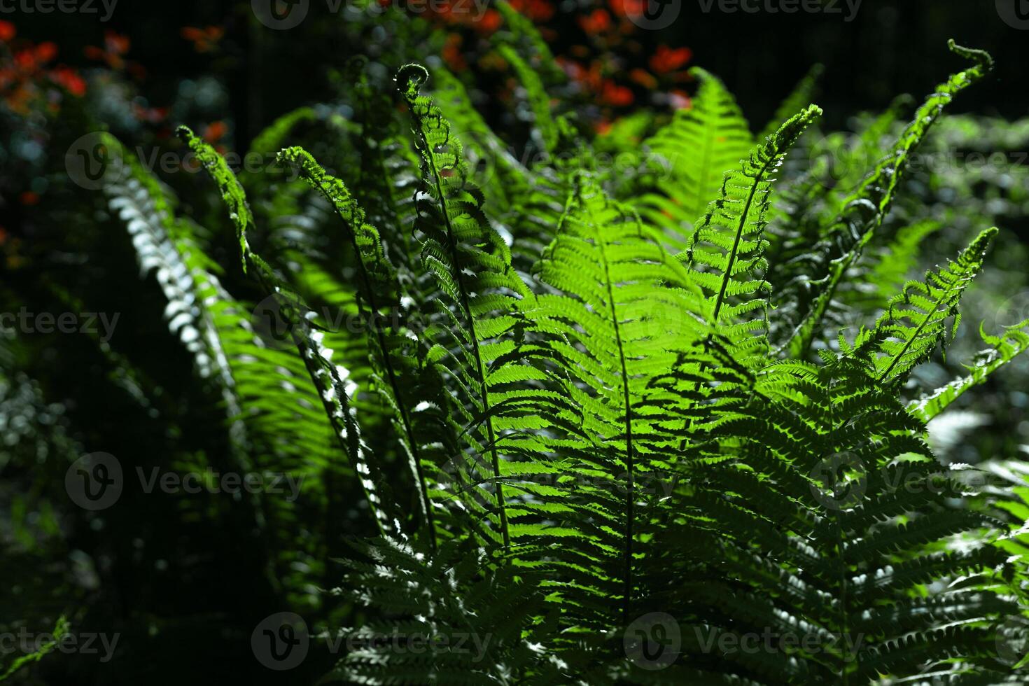 fern leaves against the sun in a public park photo