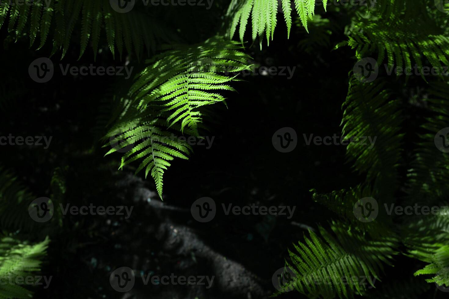 fern plant leaves in the shade of a public park photo