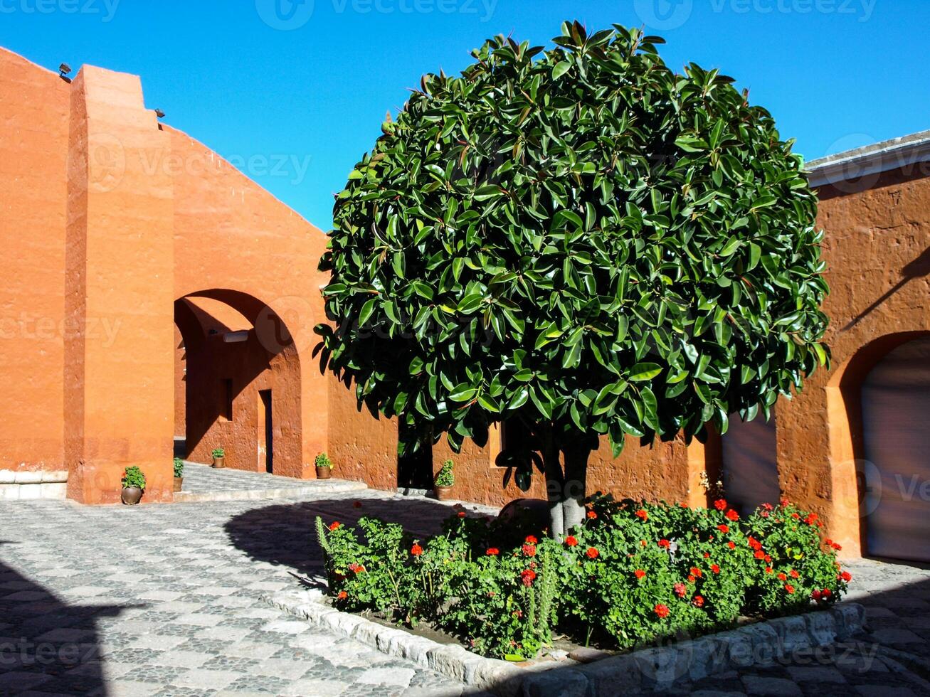 Green tree in Dominican Monastery of Saint Catherine - Santa Catalina - in Arequipa, Peru photo