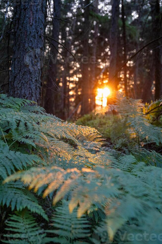 Sunlight filters through tall trees, casting a warm glow on lush bracken ferns. The vibrant colors of sunset create a serene atmosphere in the tranquil forest landscape. photo