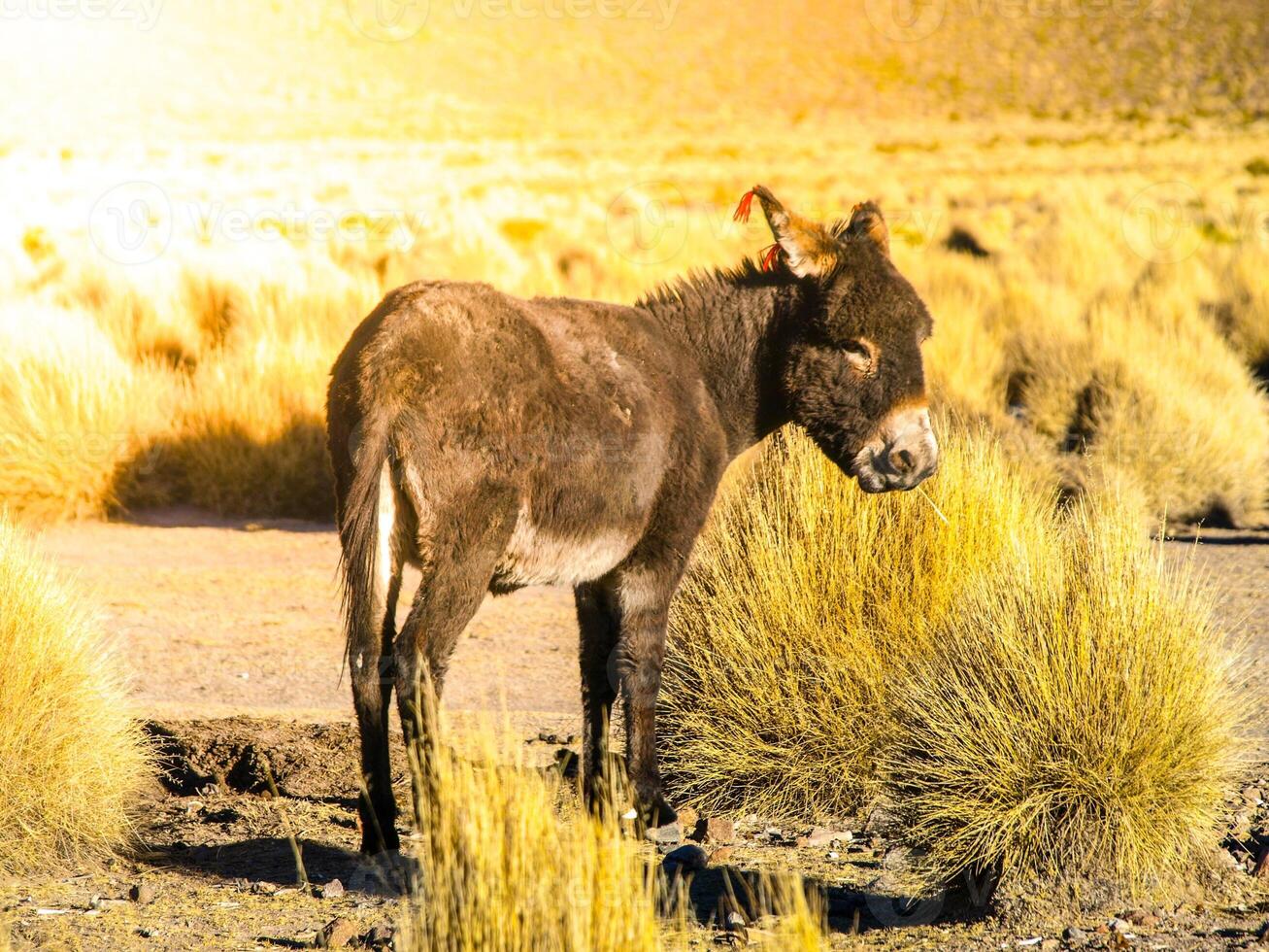 Black donkey with red tassels on ears on Andean Altiplano, Bolivia, South America photo