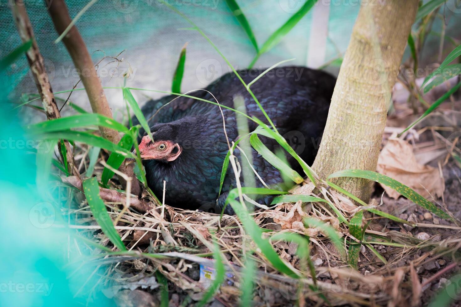 Black Chicken Nesting Outdoors. A black hen is sitting on her eggs in the grass. photo