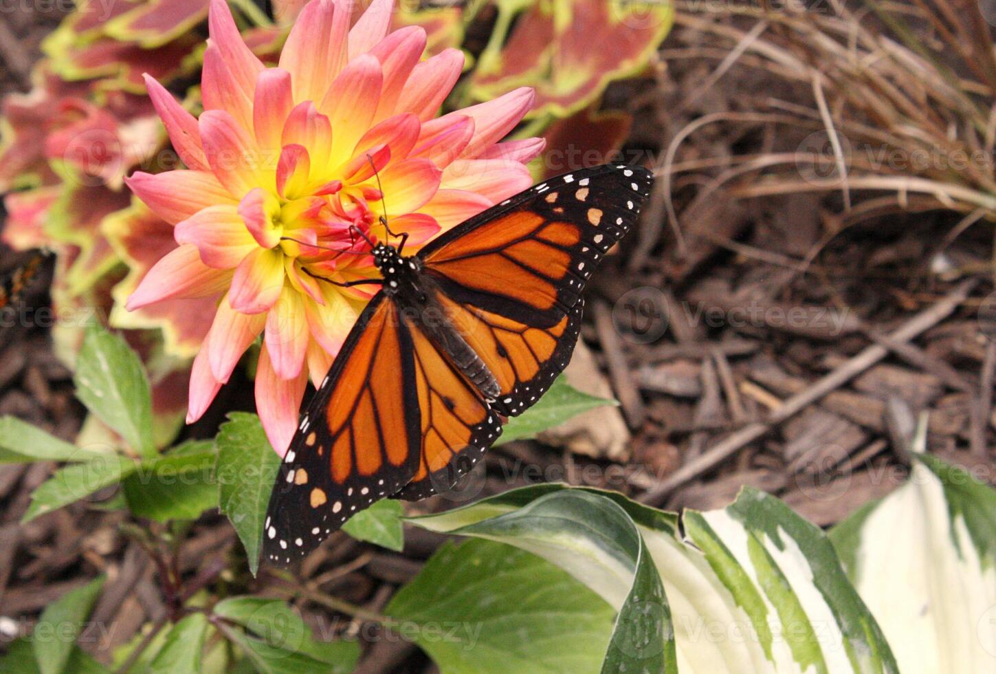 Striking Monarch Butterfly Perched on a Pink and Yellow Flower photo