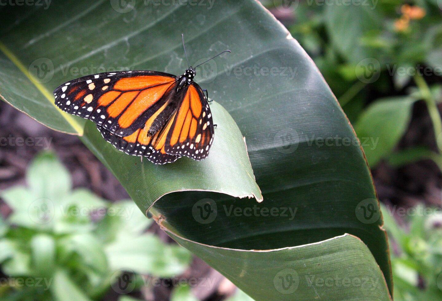 Vibrant Monarch Butterfly on a Curved Green Leaf photo