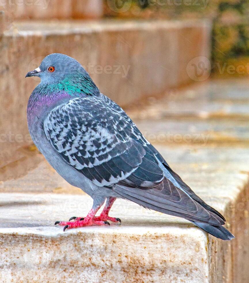 Vibrant Rock Pigeon Detailed Close-up of a City Bird photo